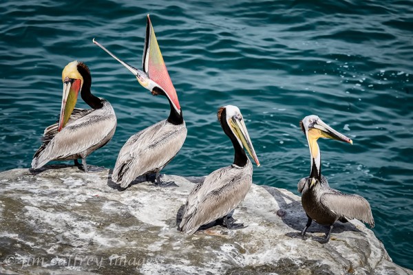 pelicans-2