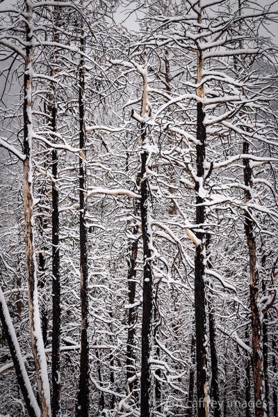 Snow covers the branches of trees burned in a wildfire
